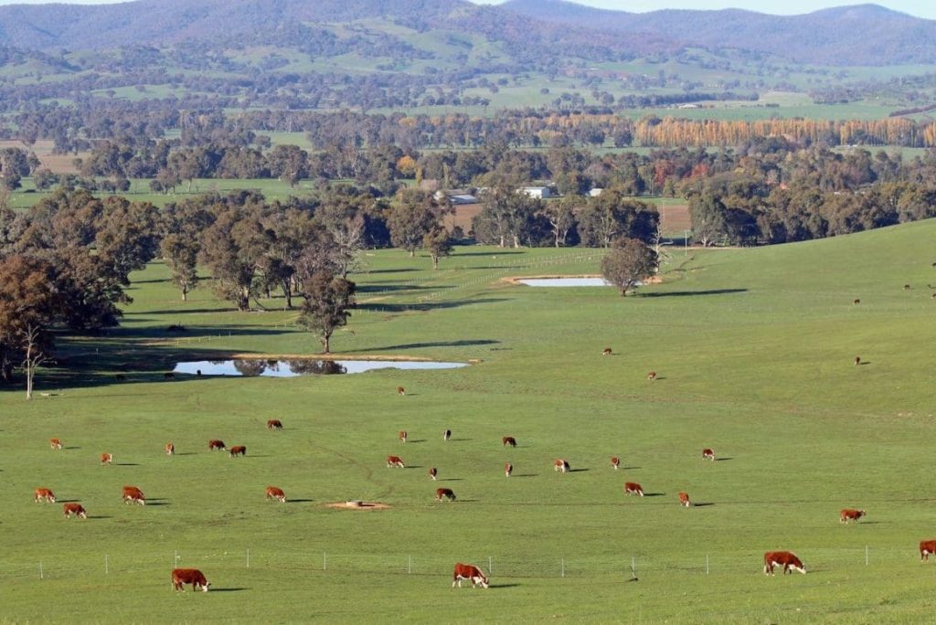 Research investigating ways to put methane reducing technology into the paddock