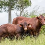 NSW stud spies top roan bull at Naracoorte sale