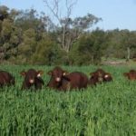 Domestic wholesale beef prices show solid lift