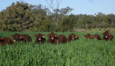 Oats seed shortage leaving “no second chances” this growing season