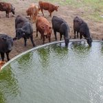 Glen Innes weaner calves reflect their good season