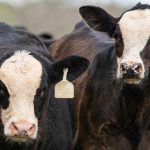 Cattle surviving wildfires need immediate care