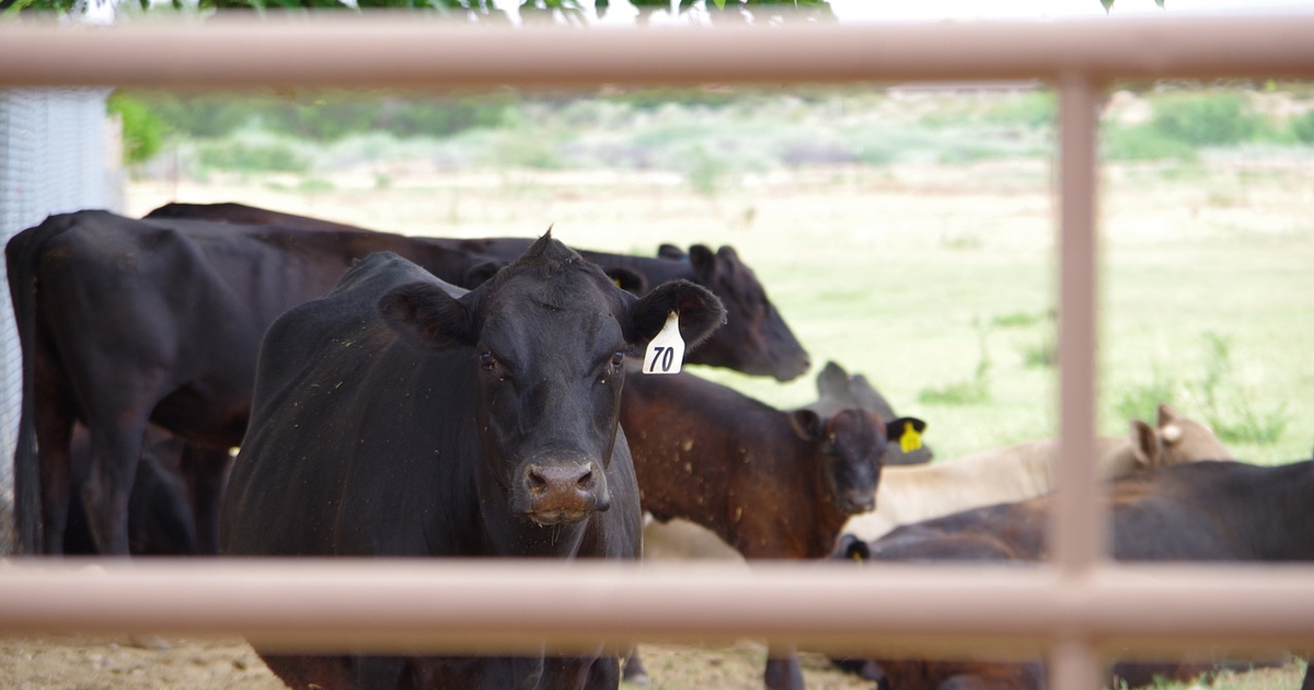 Reducing mature weight and increasing cow productivity