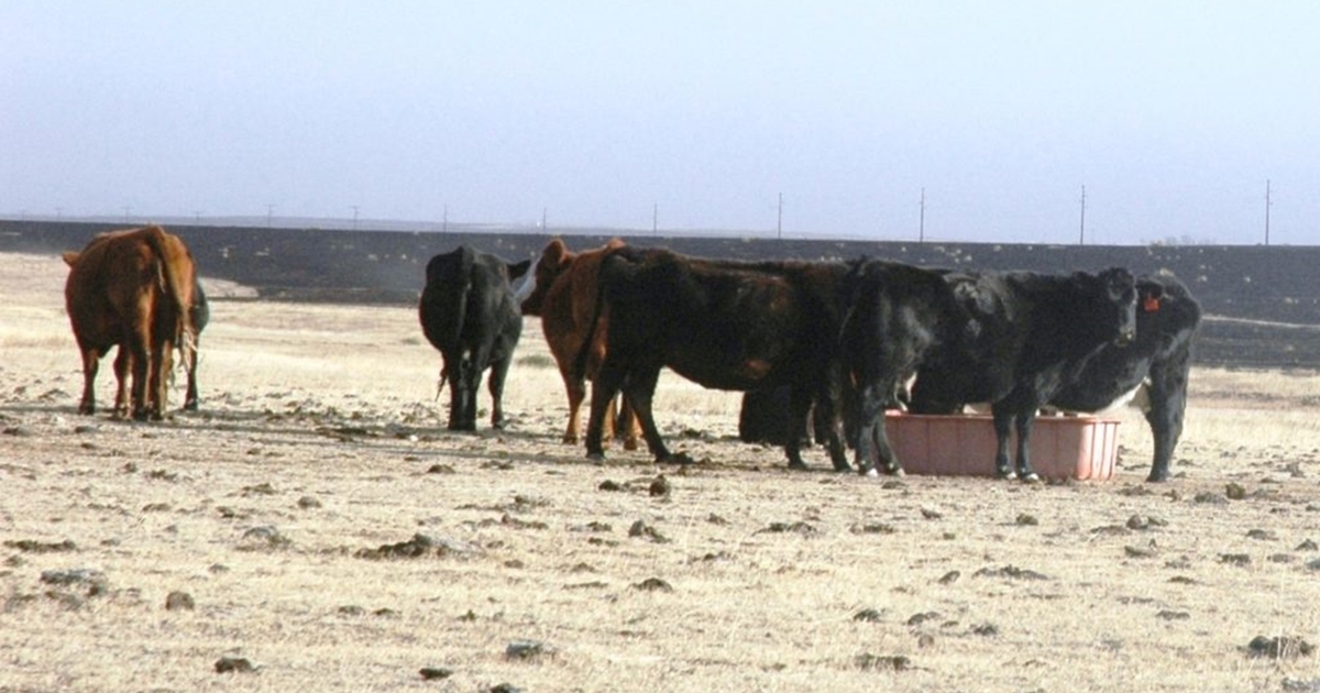 Cattle surviving wildfires need immediate care