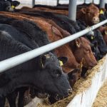 Bill seeks fairer market prices for Livestock Indemnity Program