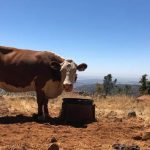 Webinar series to focus management of beef on dairy crossbreds