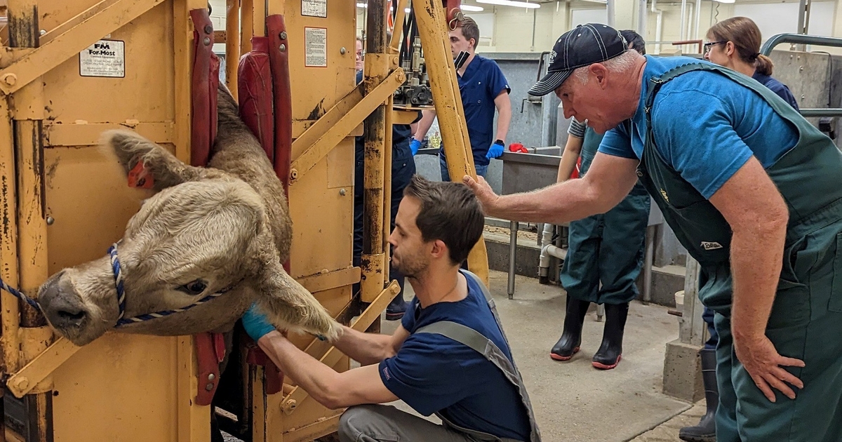 Nebraska, UNL announce Food Animal Veterinary Scholarship Program