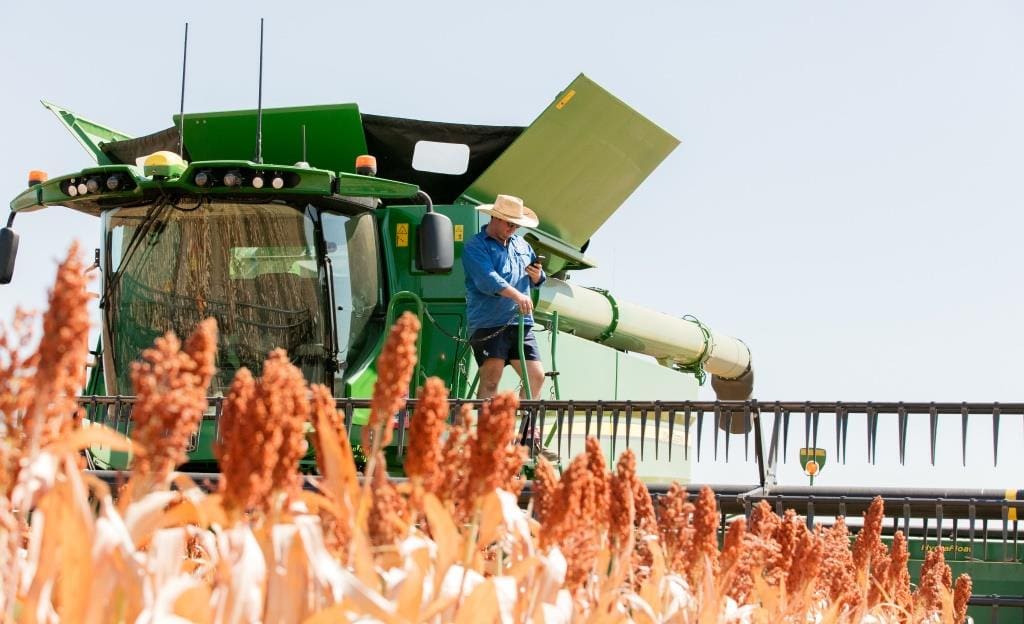 Feedgrain Focus: Wheat, sorghum firm amid thin trade