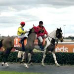 Meat works cows and steers perform at Nebo