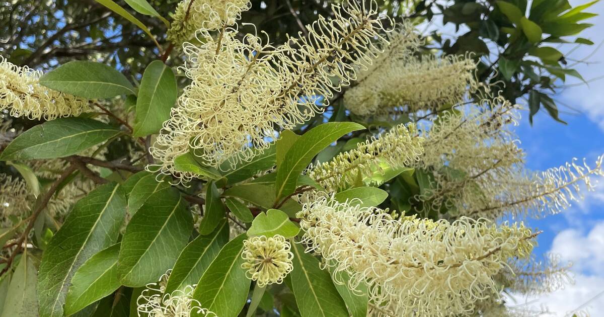 What makes Buckinghamia celsissima a superstar in the garden | Queensland Country Life