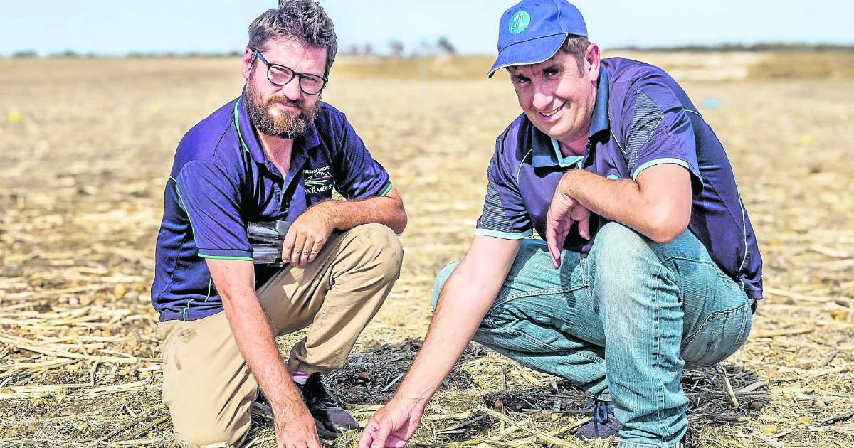 WA Grains Research Project: N-ABLE to Boost Legume Crop Use | Farm Weekly