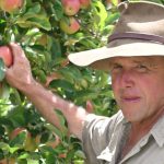 Patchy rainfall affecting dryland cotton production during latter half of the growing season | The Land