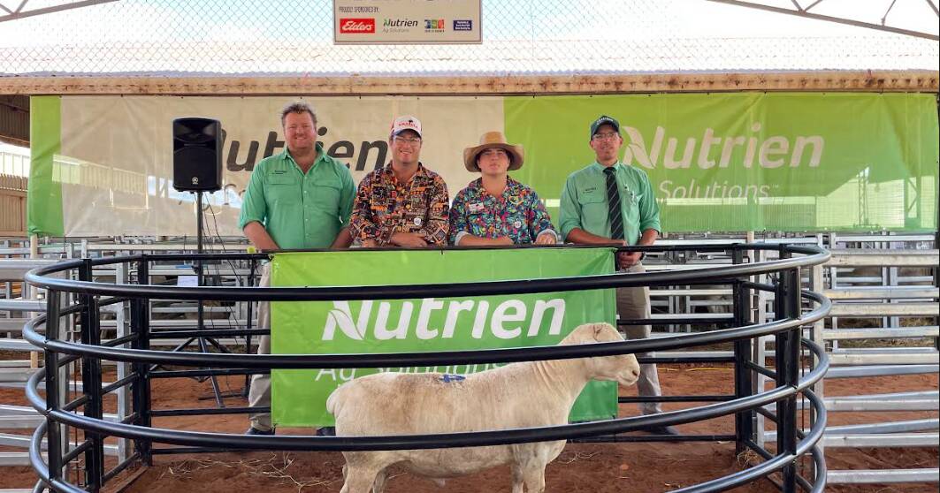 Top honours go to NSW stud at Charleville Dorper and White Dorper ram sale