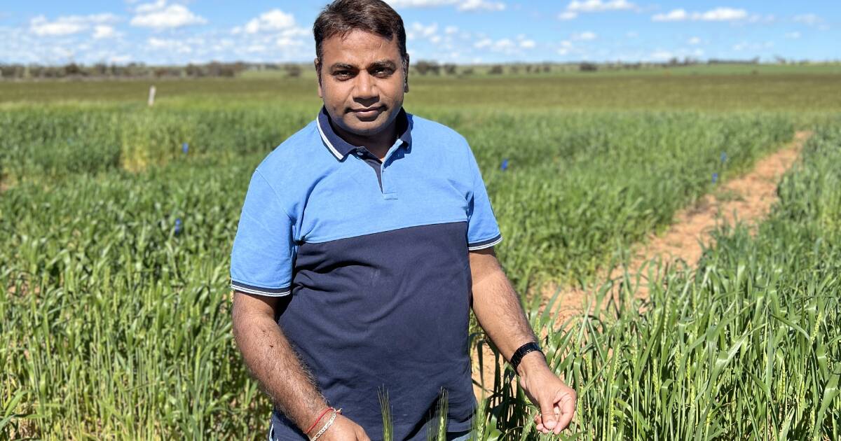 International Wheat Congress 2024 in Perth | Farm Weekly