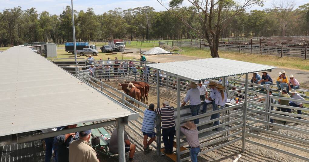 Heavy cattle sell $20 to $40 dearer at Maitland