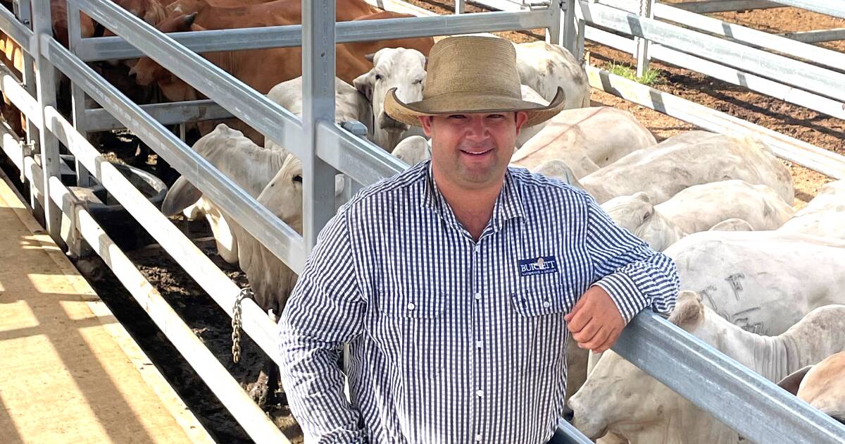 Female sale attracts 1384 head at Biggenden