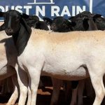 Nutrien Livestock sold 1165 head in its store sale at the Muchea Livestock Centre last week. Steers topped at $1255 and heifers made up to $1104. | Farm Weekly