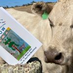 Dohne Sire Evaluation field day at Coonong Station, Urana | The Land