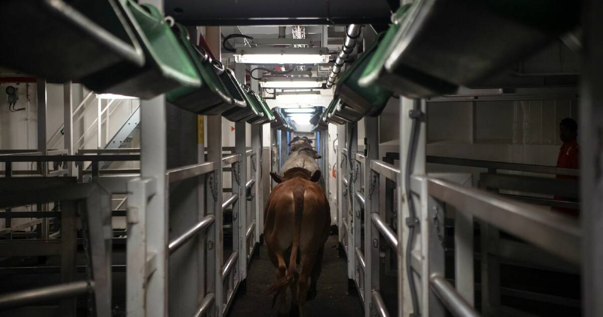 Botulism blamed for live-ex cattle deaths en route to Indonesia | The Land