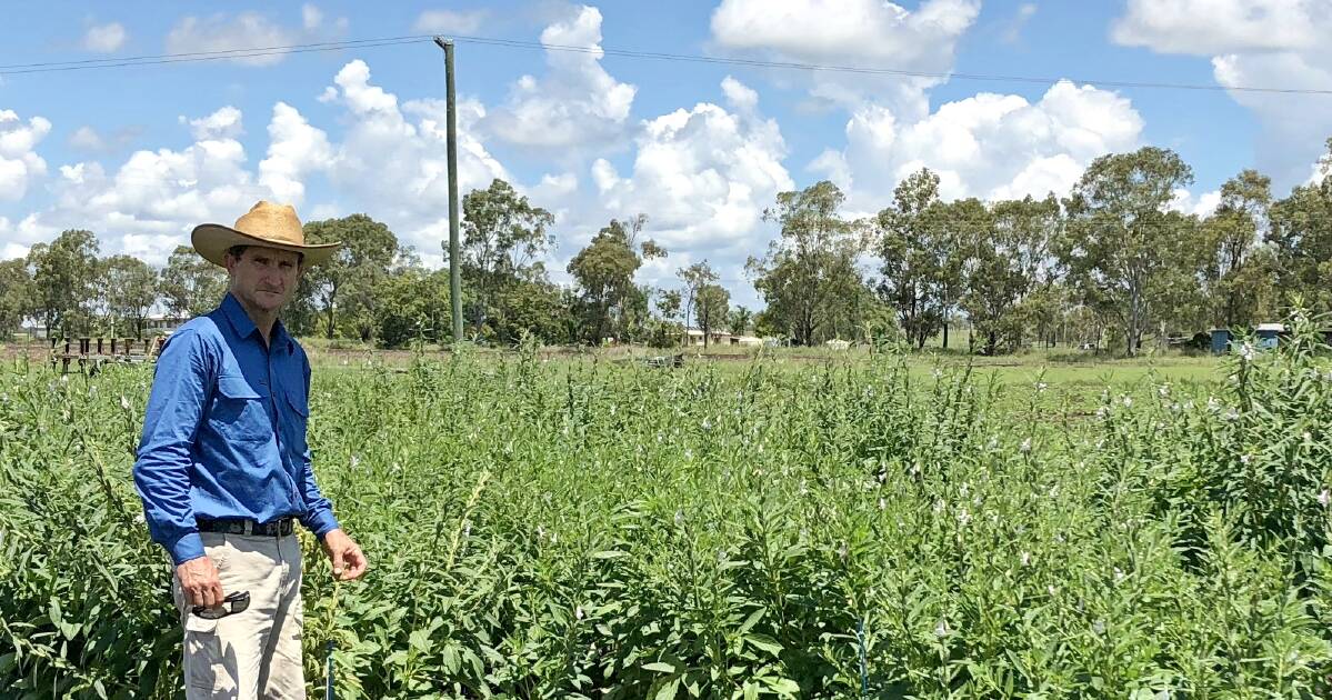 Peanuts and sesame under the microscope in Qld as high value crop options | Queensland Country Life