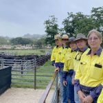 Hicks Beef's top bulls secured by new Queensland buyers