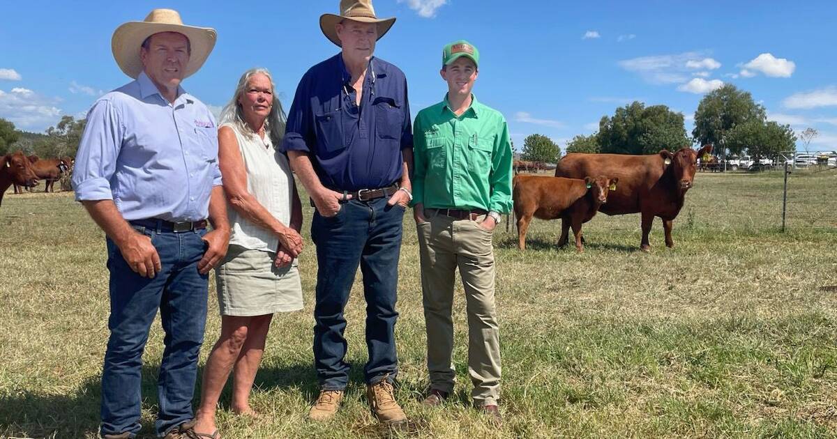 5M Red Angus dispersal sale draws strong interstate interest | The Land