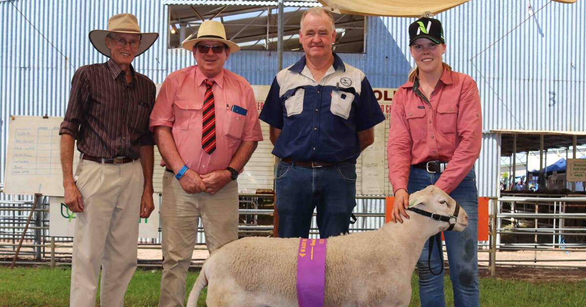 UltraWhite makes breed Woolorama debut