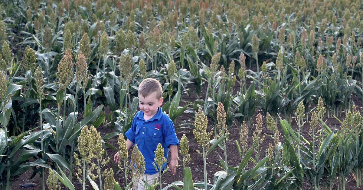 Hope for CQ sorghum harvest despite pest pressures