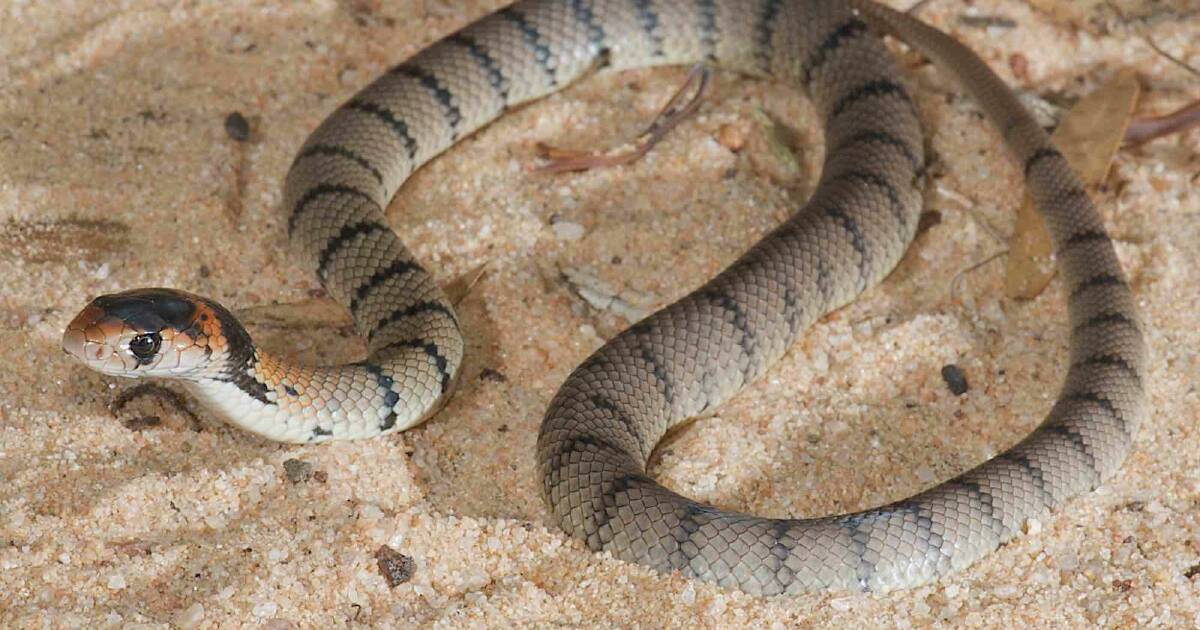 Father dies after poisonous snake bite