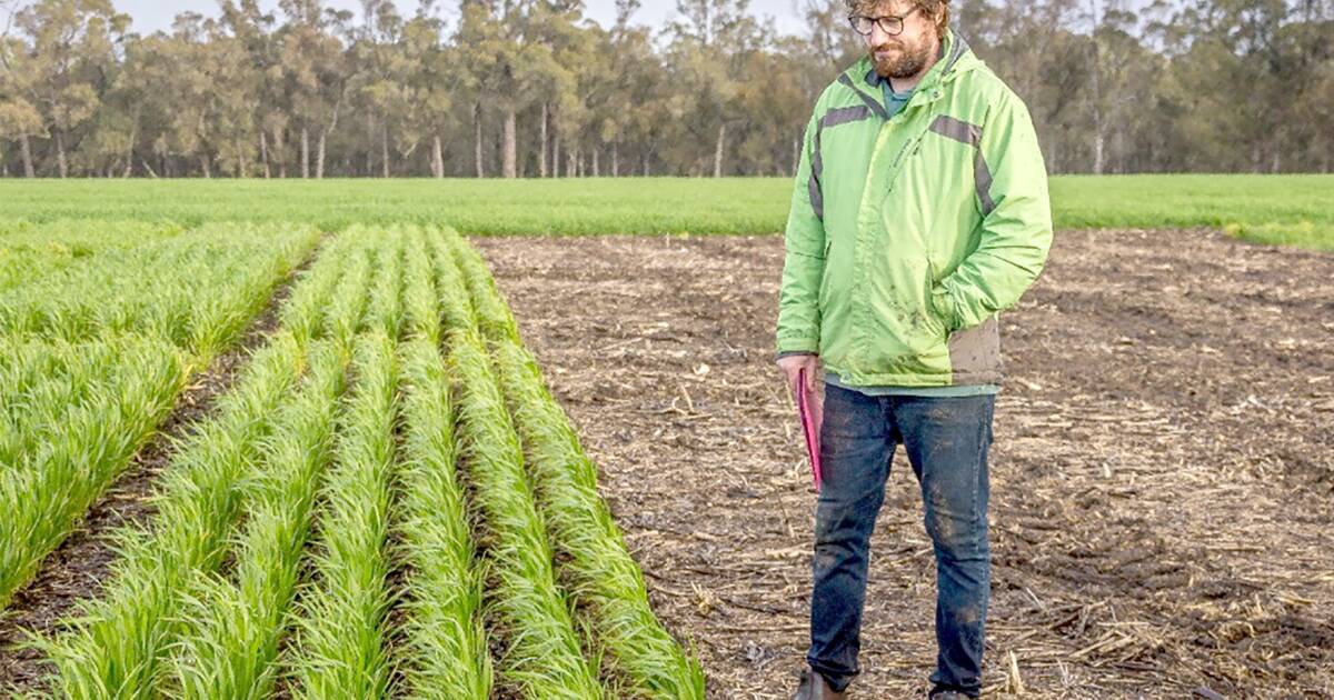 COGGO Projects Boosting WA Grains | Farm Weekly