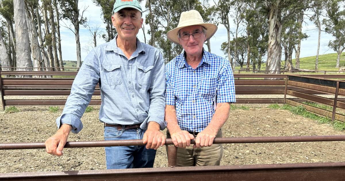 Competition-winning Merino sheep bred to pay the bills at Taralga