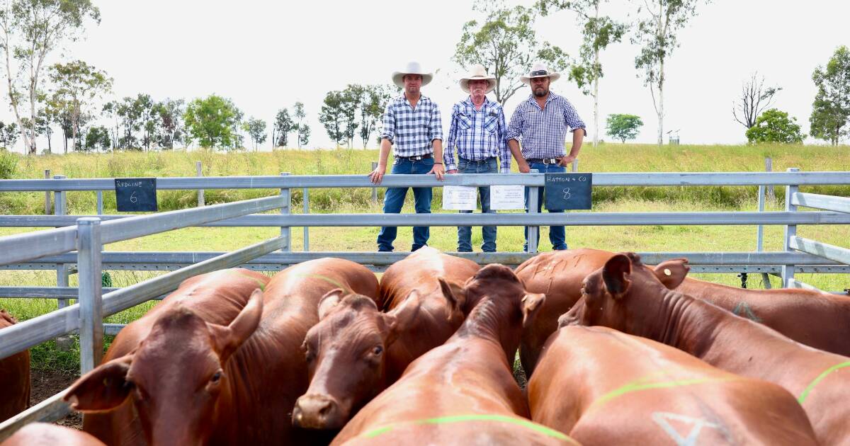 Steers make 388c/kg at Monto show and sale