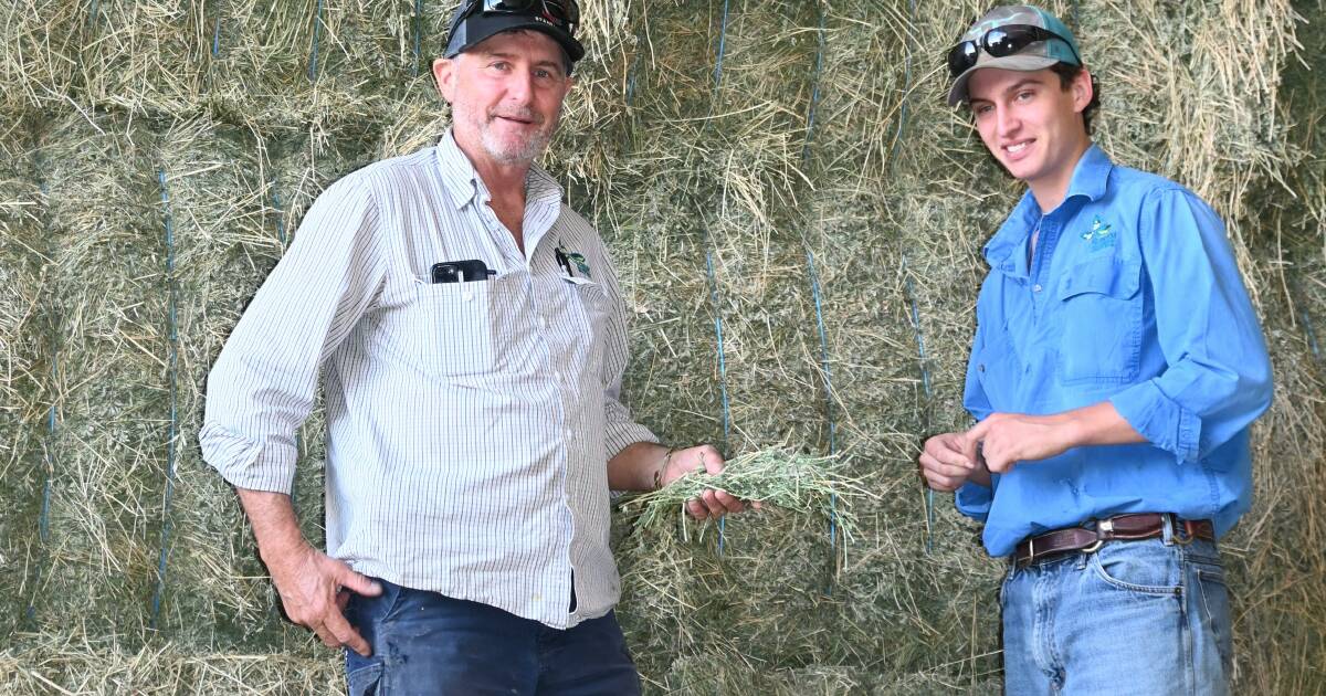 Summer rain boosts hay supply this season