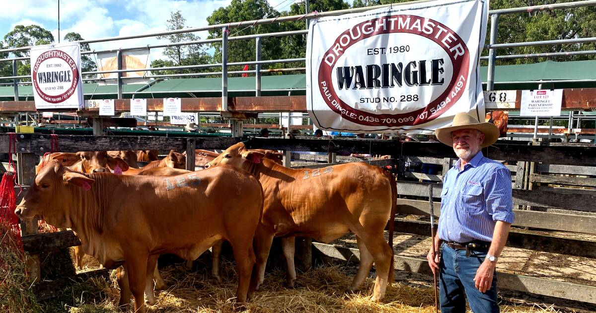 Waringle Droughtmaster Stud: 17-year-old cow still producing quality calves. | Queensland Country Life