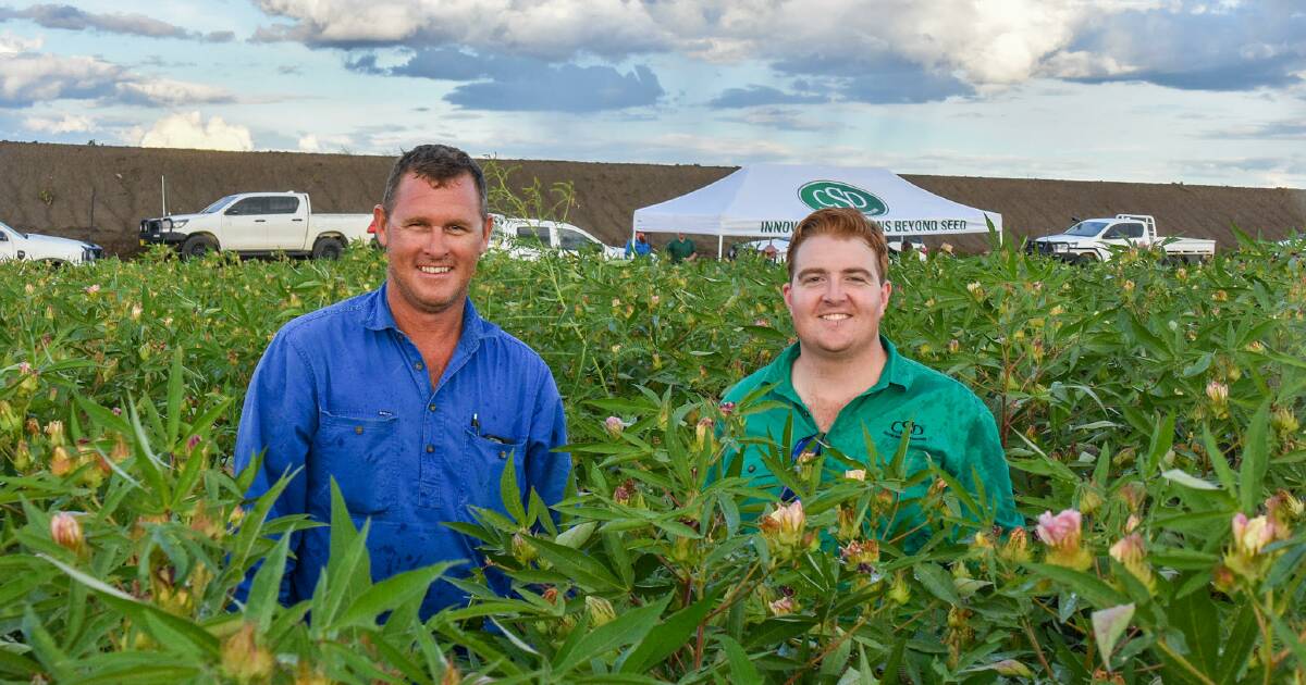 XtendFlex cotton variety trials show promise in CQ despite weather challenges