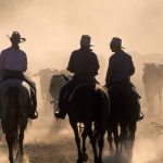 Patchy rainfall affecting dryland cotton production during latter half of the growing season | The Land