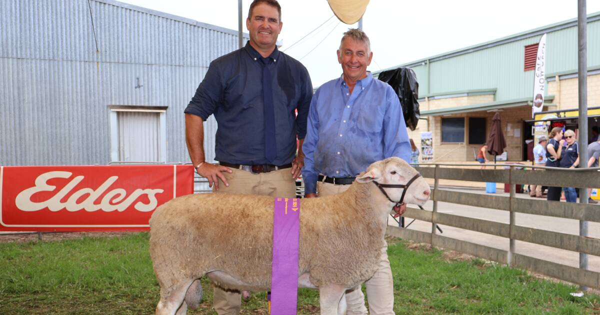 White Suffolk Breed Excels at Unigrain Sheep Breeds Show | Farm Weekly