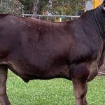 Heifers sell to a firm market at Bega