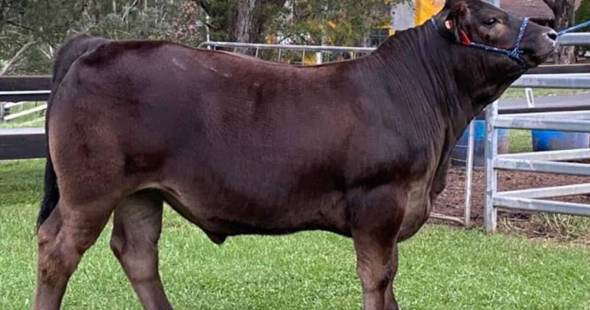 Sydney Royal purbred, trade and open steer carcase results | The Land