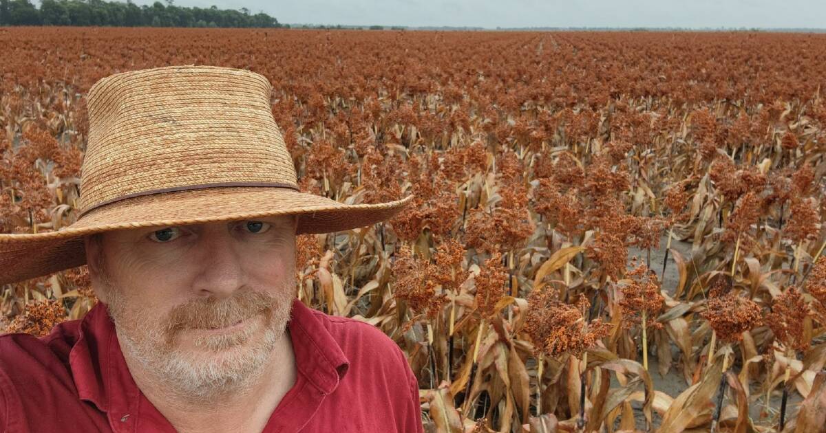 Rain delays Downs grain harvests as those in North Burnett want more wet