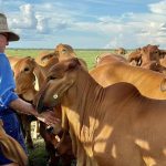 Hughenden’s Barragunda set for 1100 breeders plus progeny | Queensland Country Life