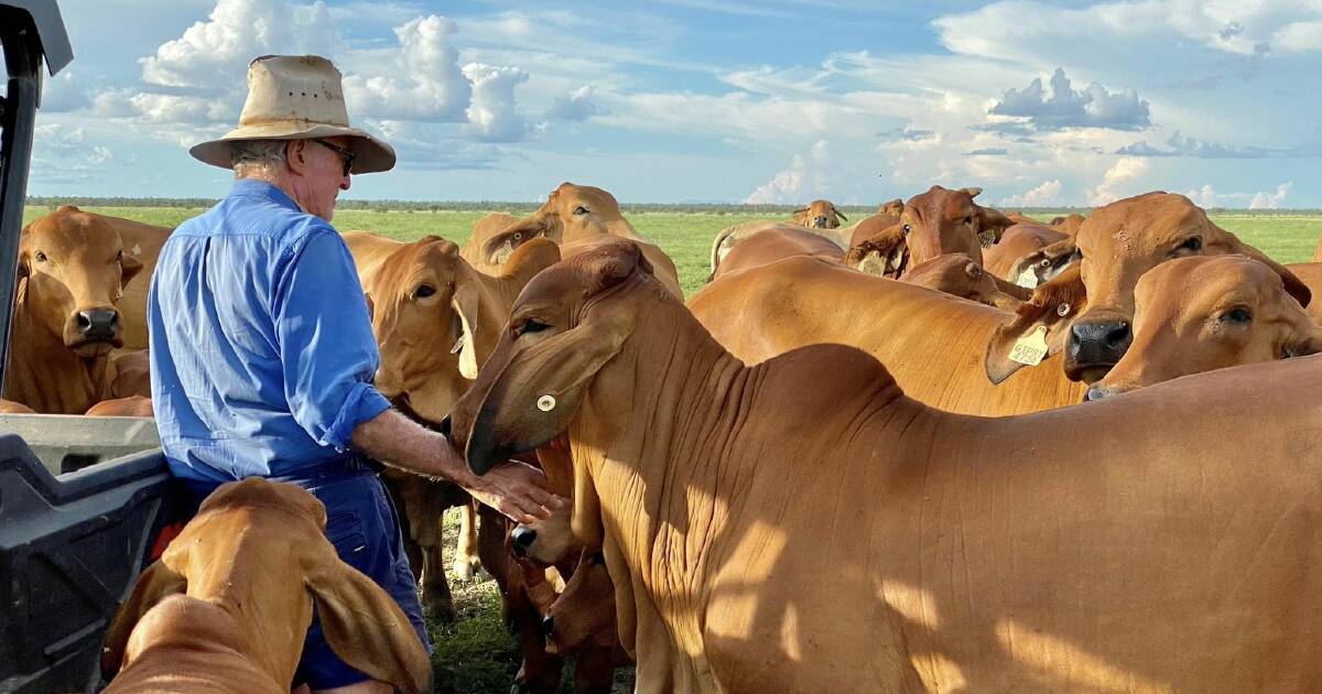 Five years after 2019 flood, north west graziers have rebuilt herds