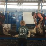 Even steer claims grand champion trade at Sydney Royal