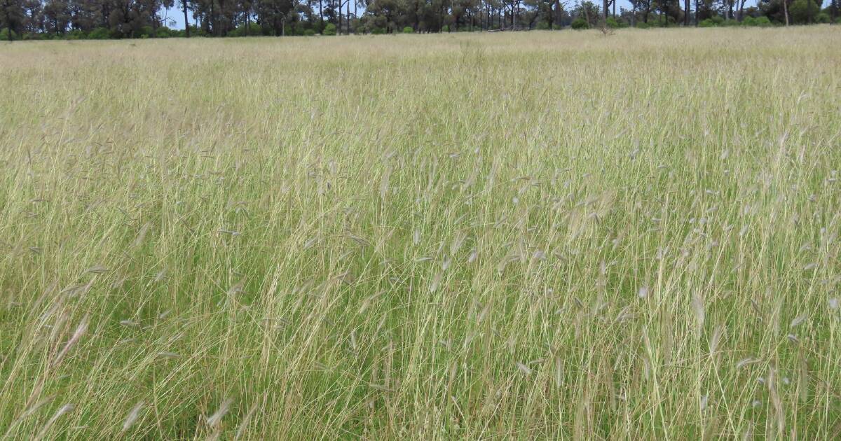 Western Downs brigalow belah country makes $1719/acre