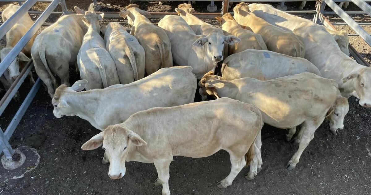 Competition for backgrounder steers at Toogoolawah