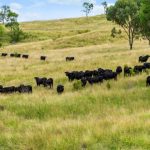 Miling Roadhouse Success Story: From Closure to Thriving Hub | Farm Weekly