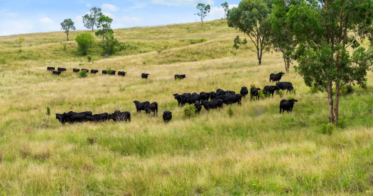 Kurrajong Hills: Well balanced breeding and backgrounding country | Queensland Country Life