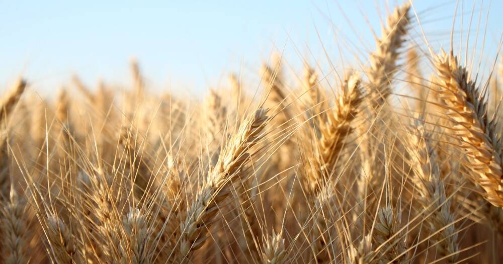 Growers grapple with grain price slump