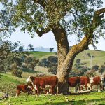 Western Downs brigalow belah country on the market