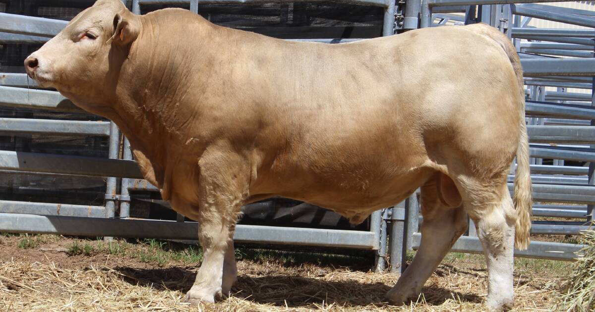 Of the 34 bulls offered by Silverstone Charolais, 22 were sold under the hammer to an $8591 average. | Farm Weekly